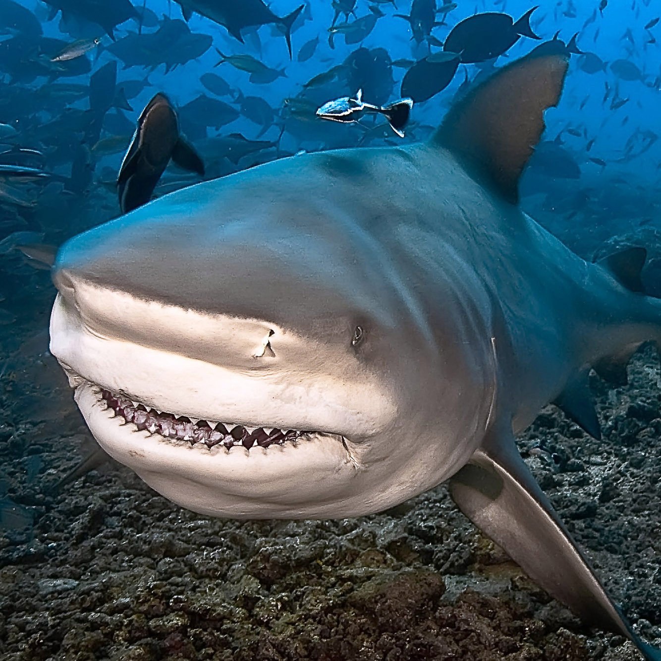 Большая морская акула. Акула бык. Тупорылая акула и акула бык. Бычья тупорылая акула. Акула-бык (Carcharhinus leucas).