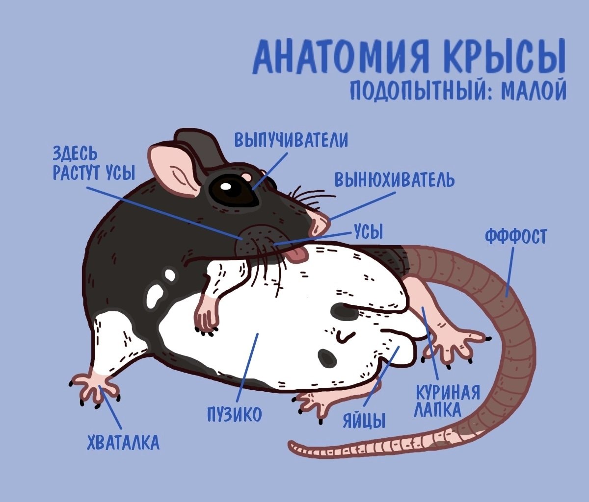 Какой тип развития характерен для серой крысы. Строение крысы. Строение тела крысы.