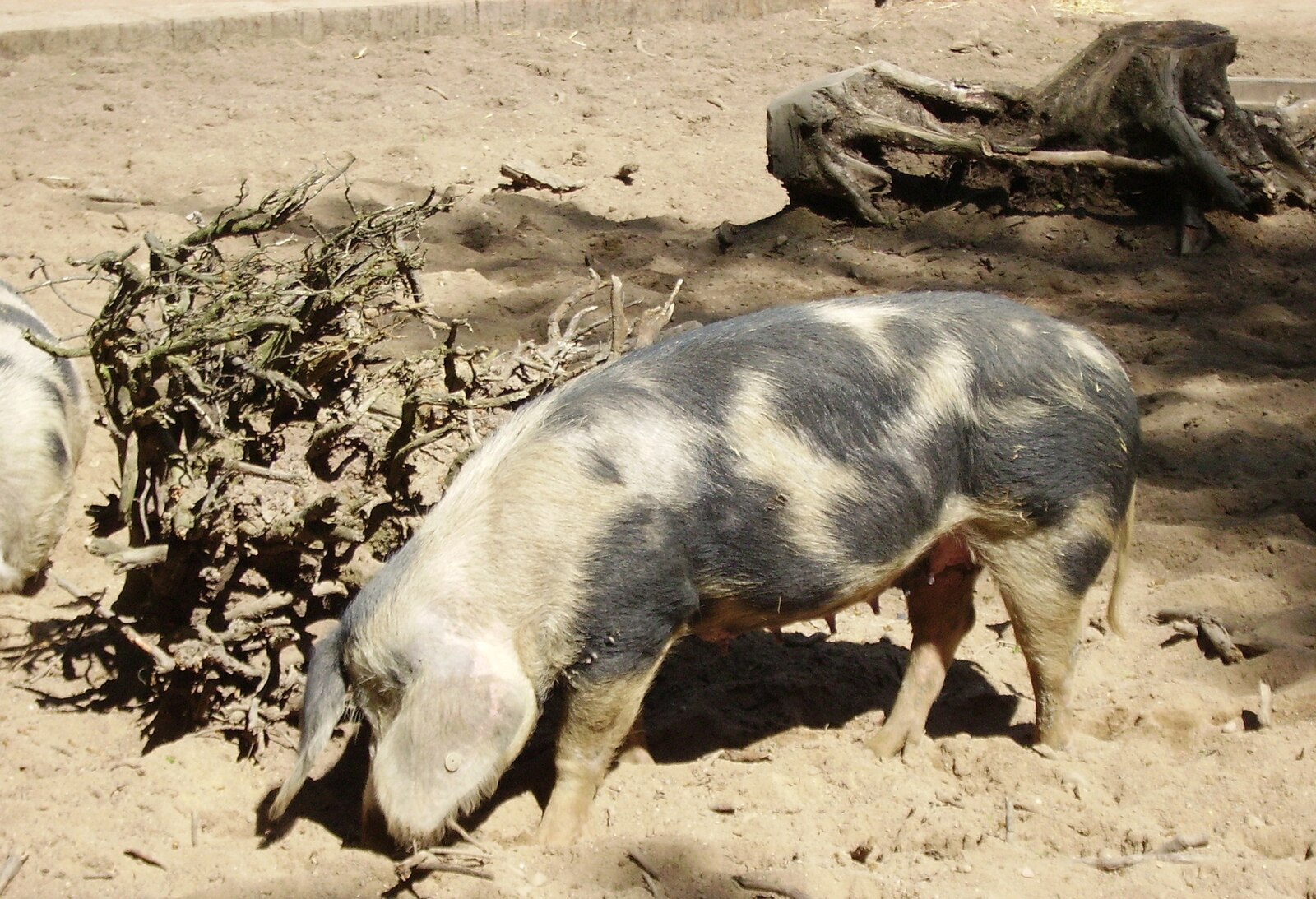 Пятнистая свинья. Датские протестные свиньи. Черно пестрая порода свиней. Пятнистые поросята. Свиньи датской