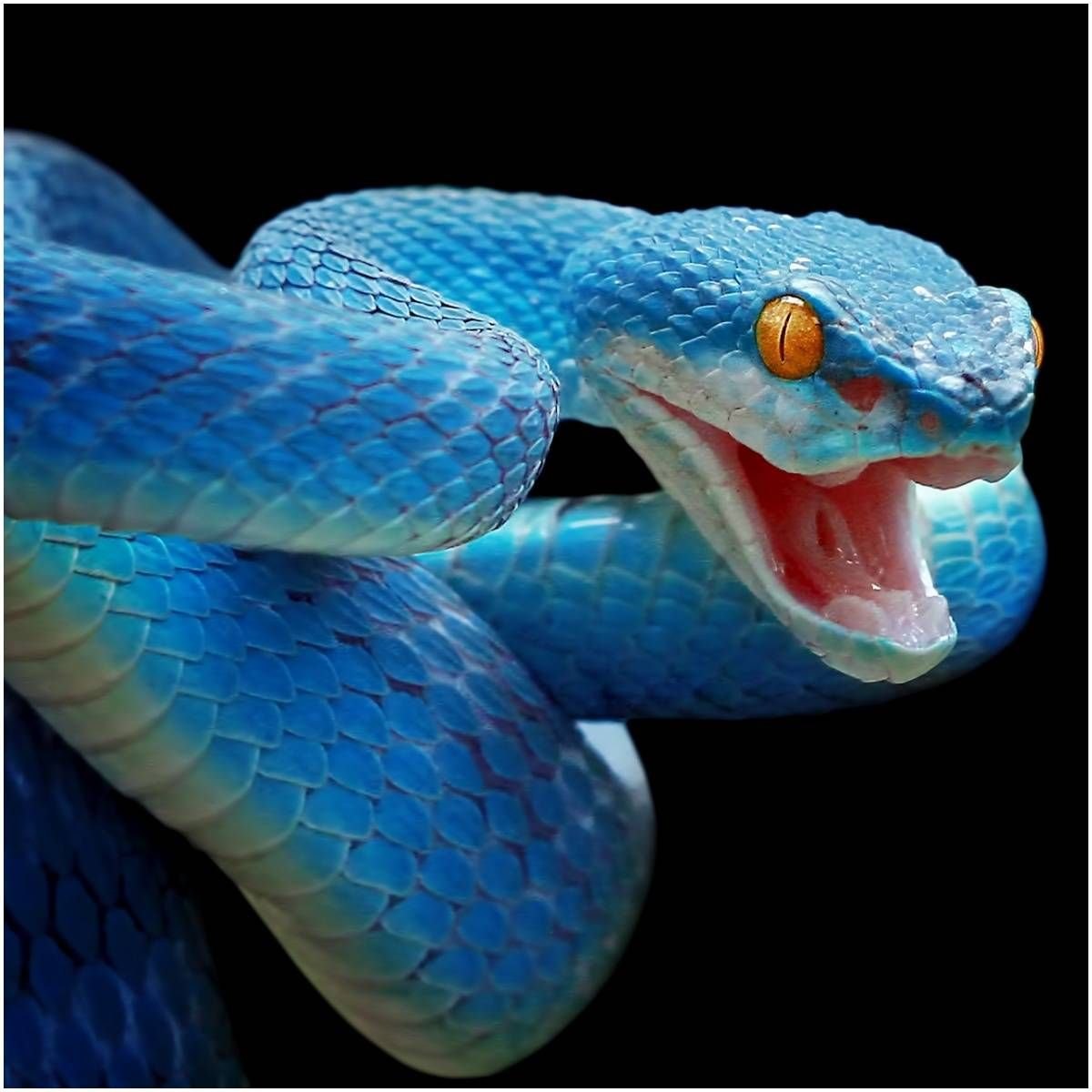 Про синюю змею. Голубая куфия гадюка. Белогубая куфия Trimeresurus insularis. Голубая ядовитая змея куфия. Комодская древесная гадюка голубая куфия.