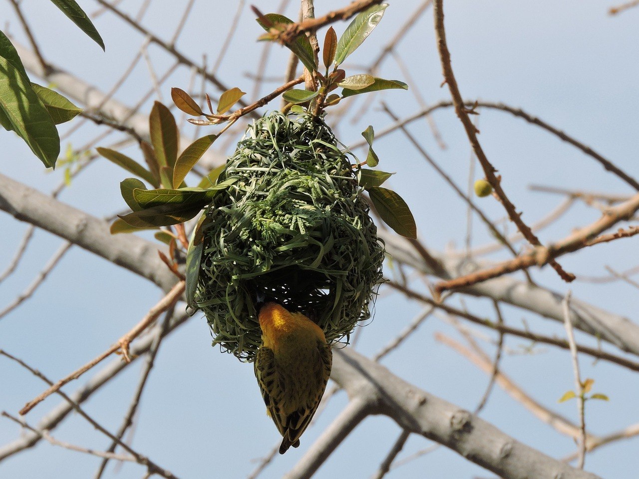 Птичьи гнезда на деревьях. Пальмовый Стриж гнездо. Гнёзда какариков в дикой природе. Необычные птичьи гнезда. Азиатский пальмовый Стриж.
