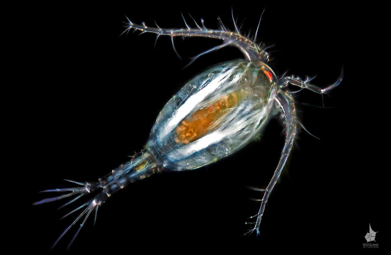 Веслоногие ракообразные Циклоп. Веслоногие ракообразные (Copepoda). Зоопланктон веслоногие. Отряд веслоногие Циклоп.