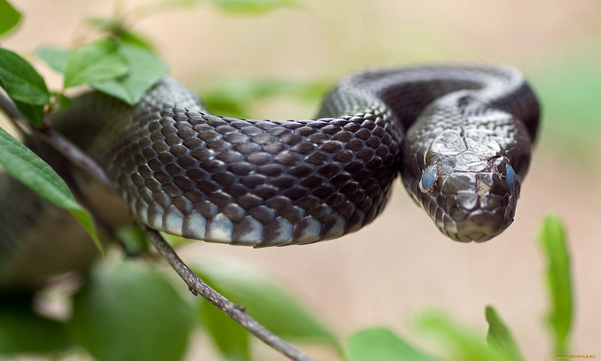 Black cobra