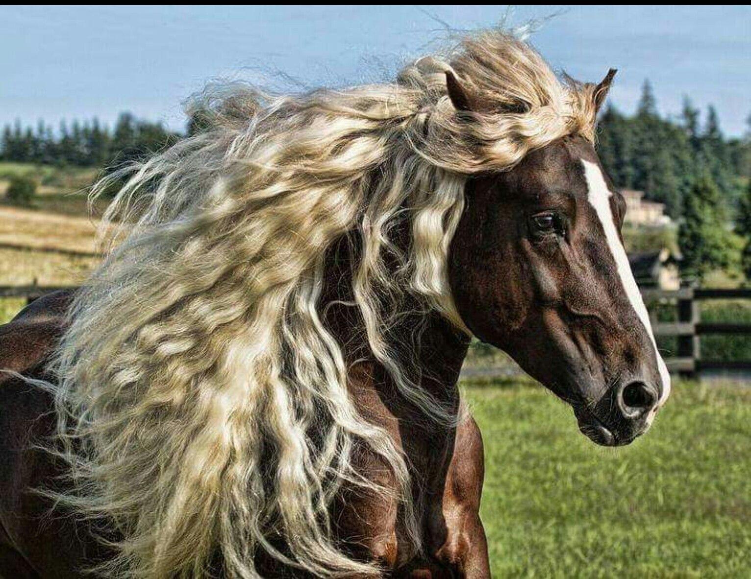 Horse hair. Шварцвальдская порода лошадей. Лошади породы Шварцвальд. Пони Блэк Форрест. Лошадь породы Хорс.