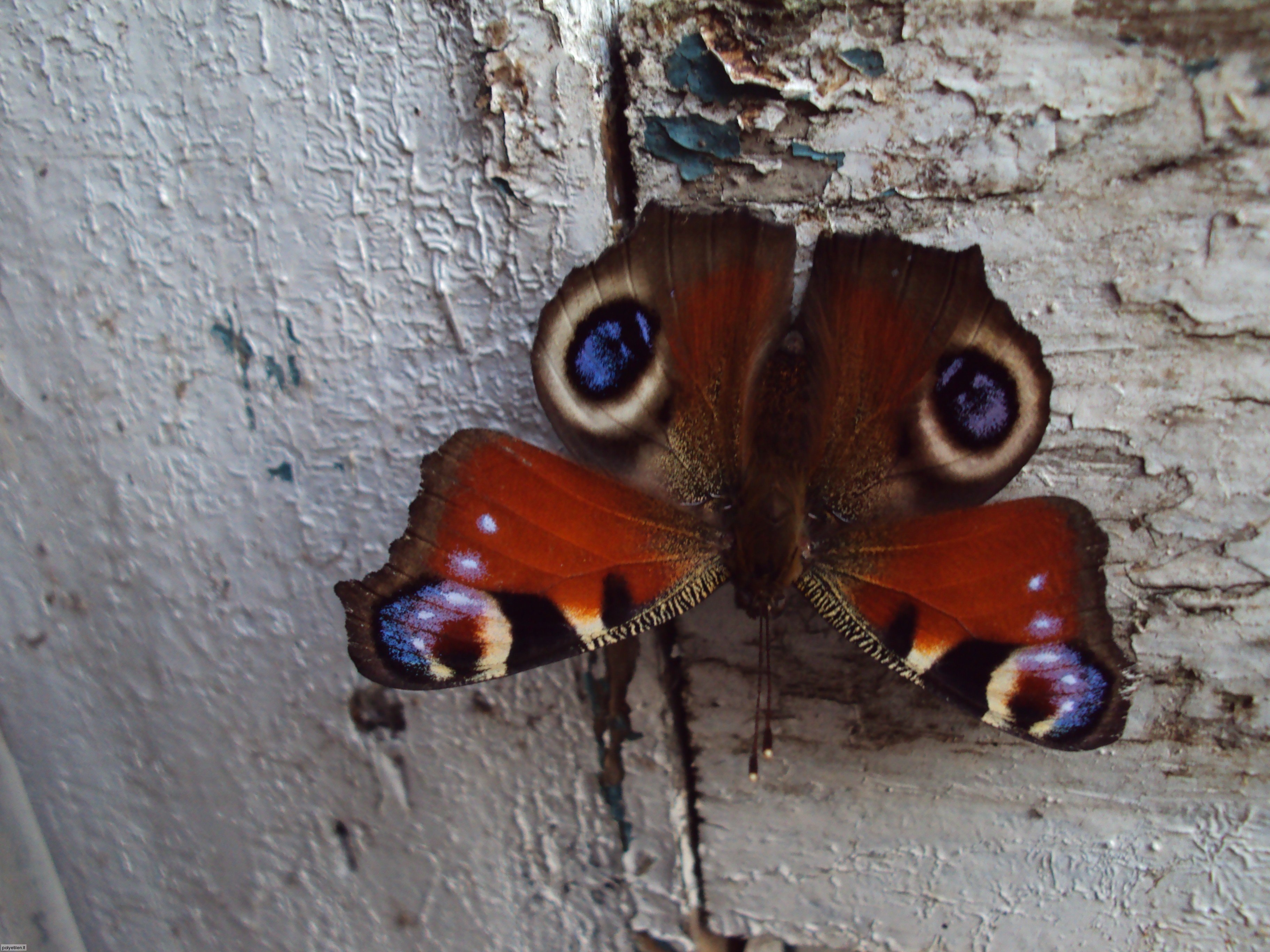 Чем питается бабочка павлиноглазка. Бабочка Шоколадница и павлиний глаз. Павлиний глаз (бабочка). Бражник павлиний глаз. Бабочка Шоколадница.