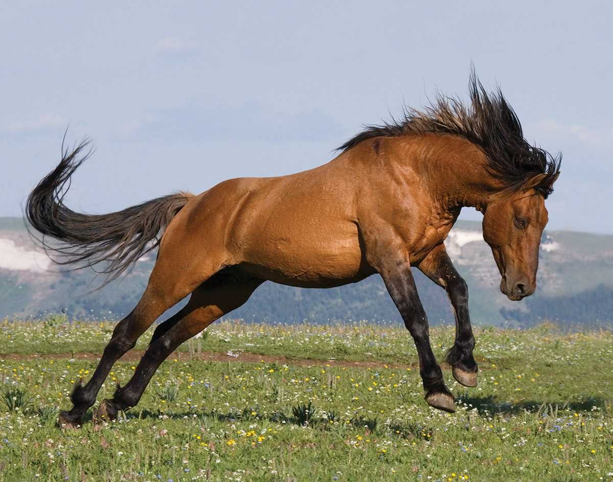 Про дикий лошадей. Лошадь породы Мустанг. Порода Кигер Мустанг. Мустанг одичавшая лошадь. Мустанги Дикие лошади.