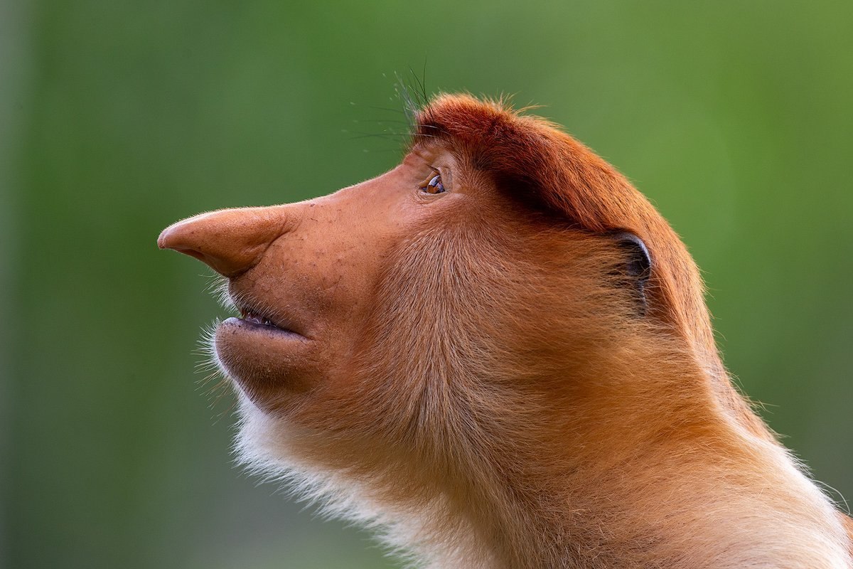 Таинственная обезьяна из Малайзии оказалась гибридом носача и серебристого лангура