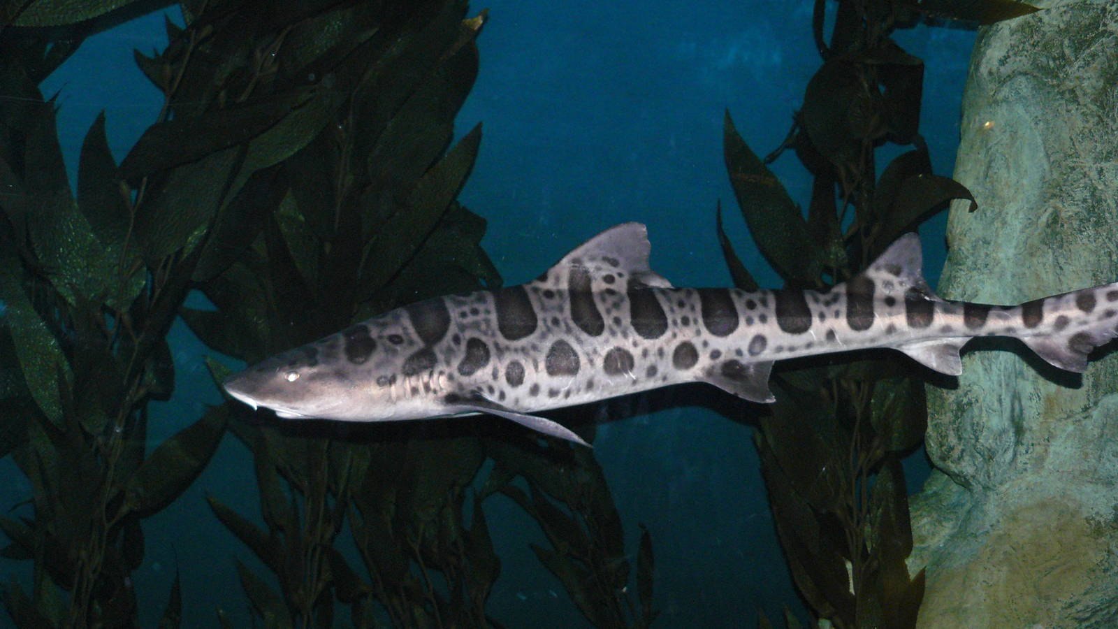 Леопардовая усатая кошачья акула - красивые фото и картинки pofoto.club
