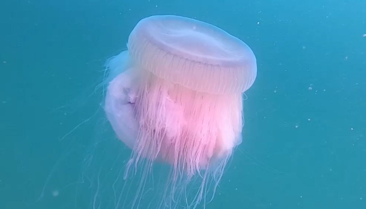 Медузы ледовитого океана. Медуза цианея гигантская. Арктическая медуза цианея. Медузы Средиземного моря. Медуза цианея 30 метров.