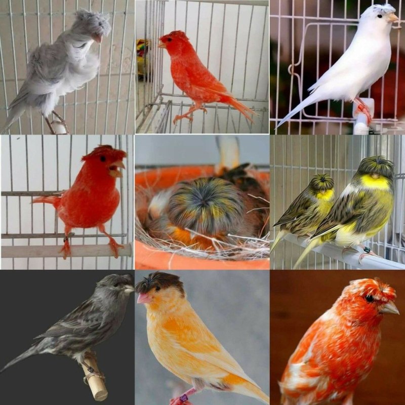 Канарейки разноцветные