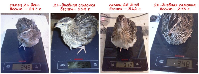 Перепелята фараон суточные