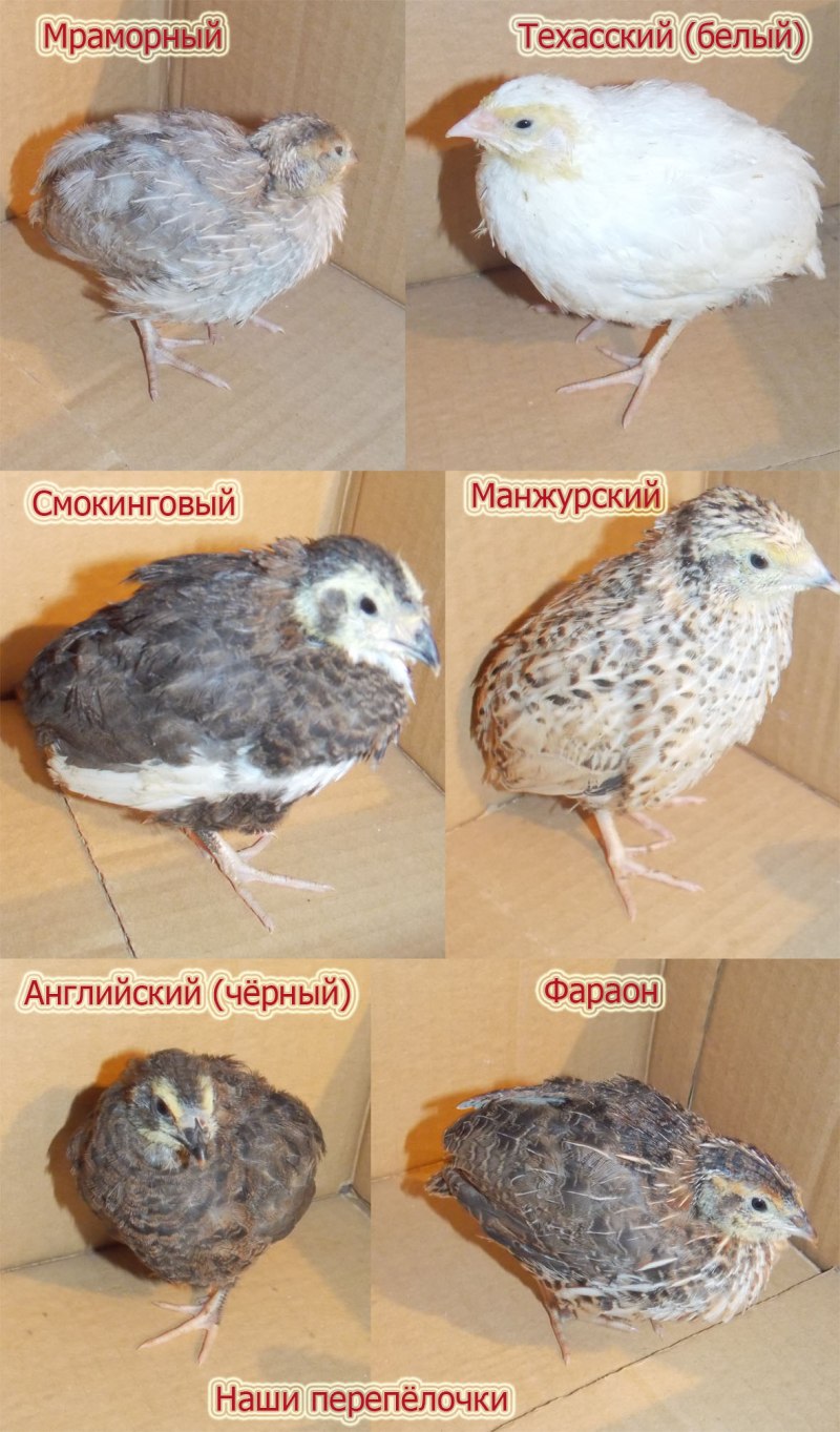 Кайтаверс порода перепелов
