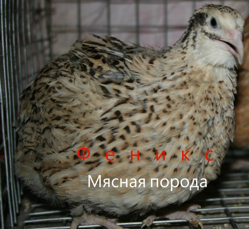 Порода перепелов золотой Феникс