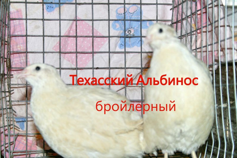 Техасский альбинос перепел