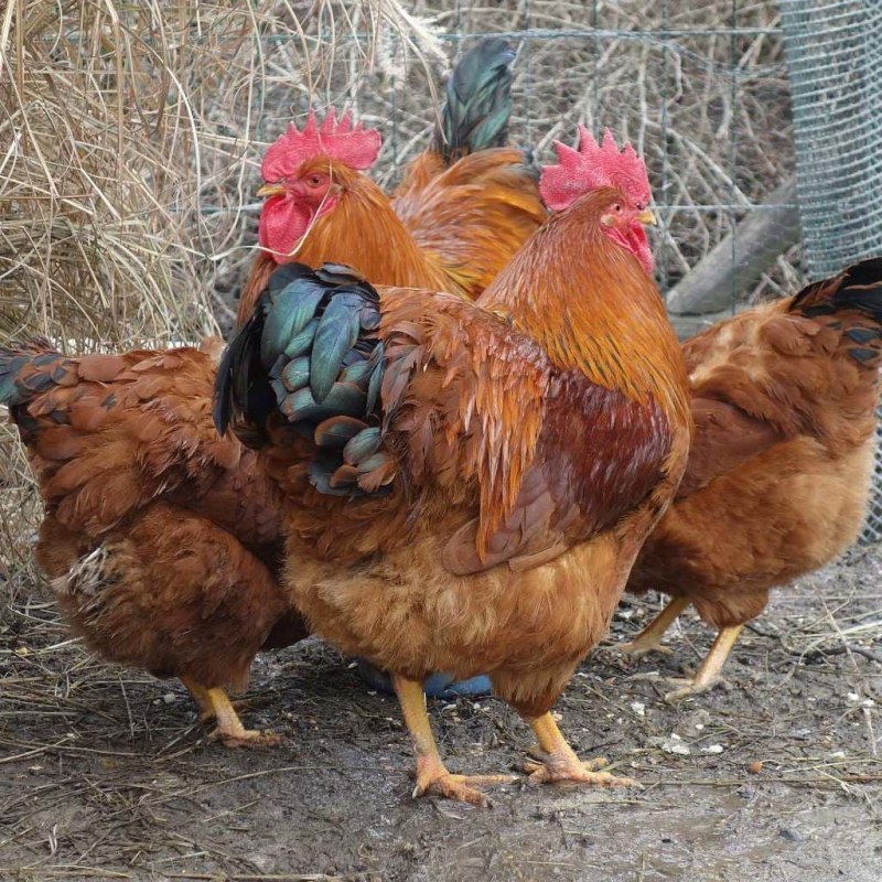 Нью Гемпшир куры