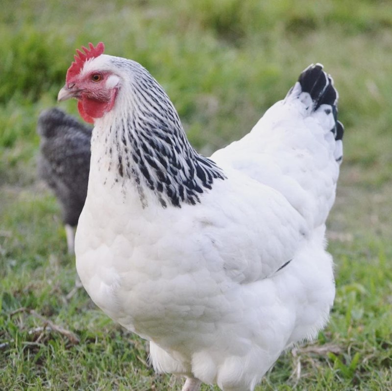 Куры породы Суссекс