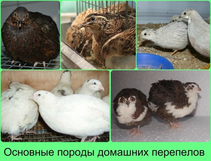 Перепела яичных пород