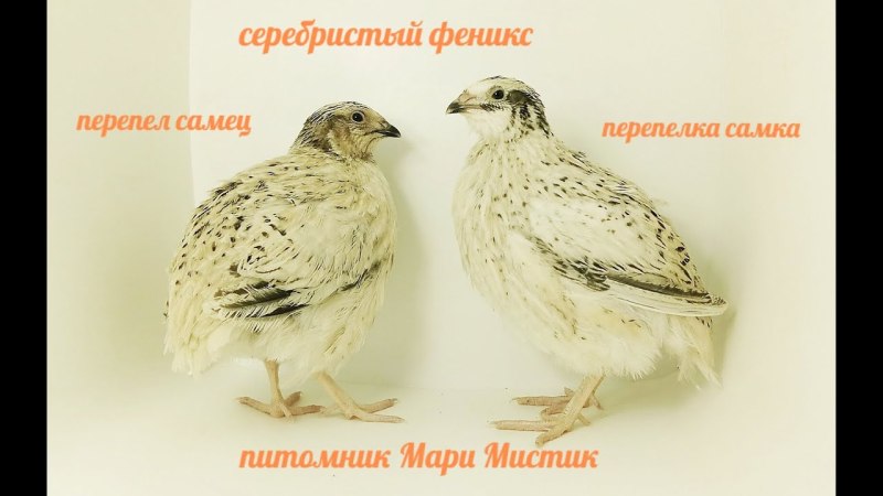 Серебристый Феникс перепела