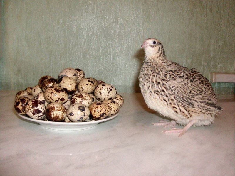 Перепелки несушки