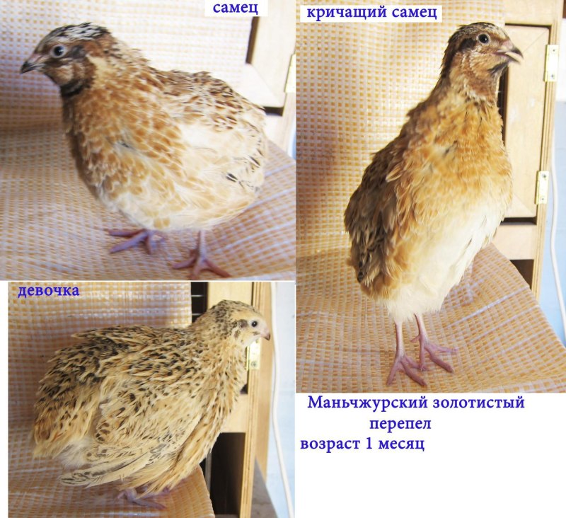 Самец фараон перепел маньчжурский