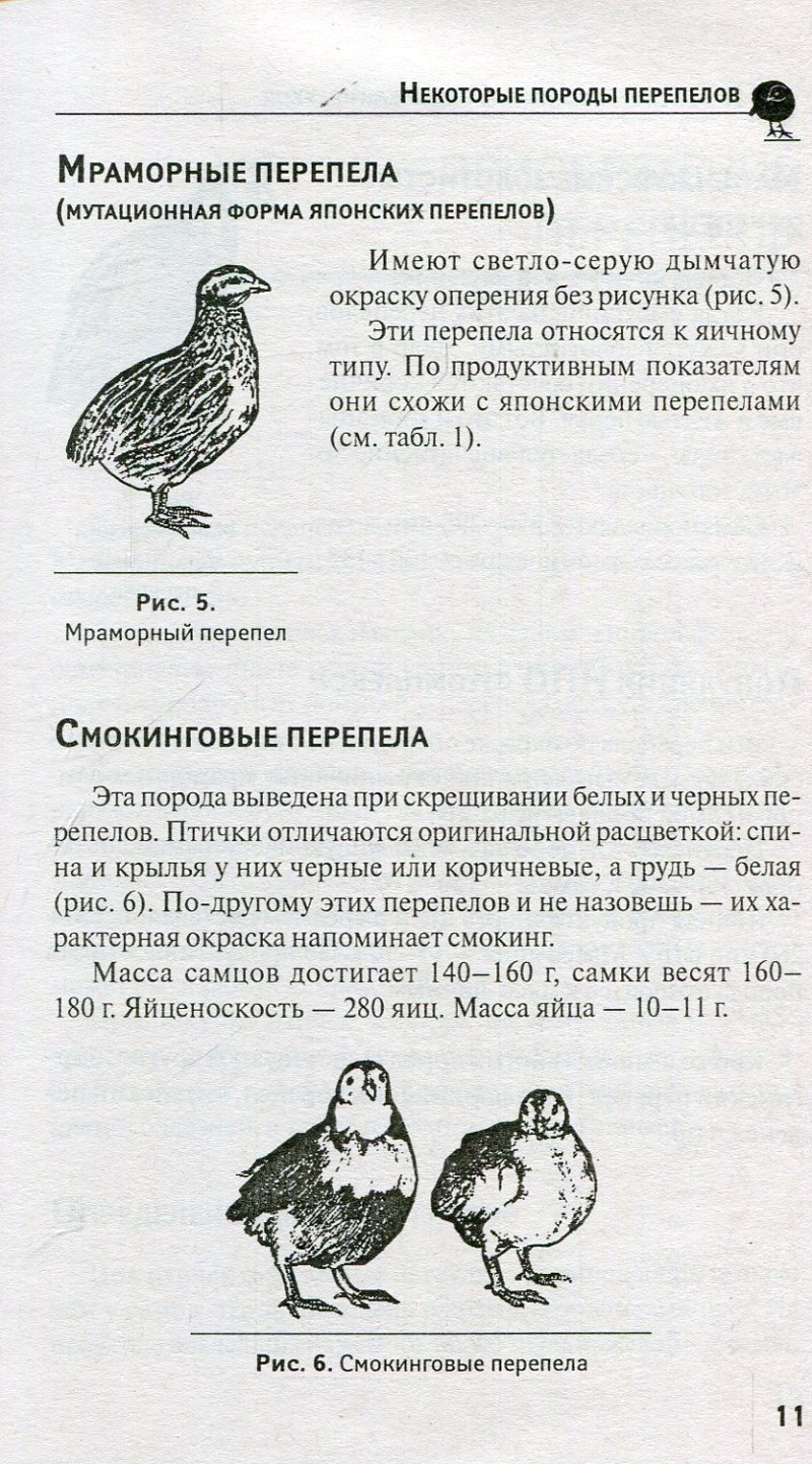 Самец и самка смокинговый перепел