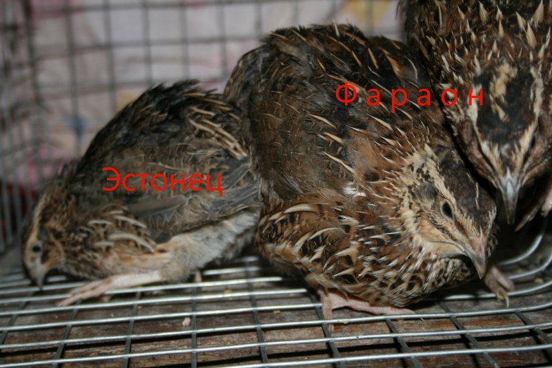 Размер перепелки взрослой