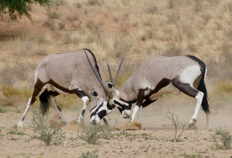 Oryx Gazella