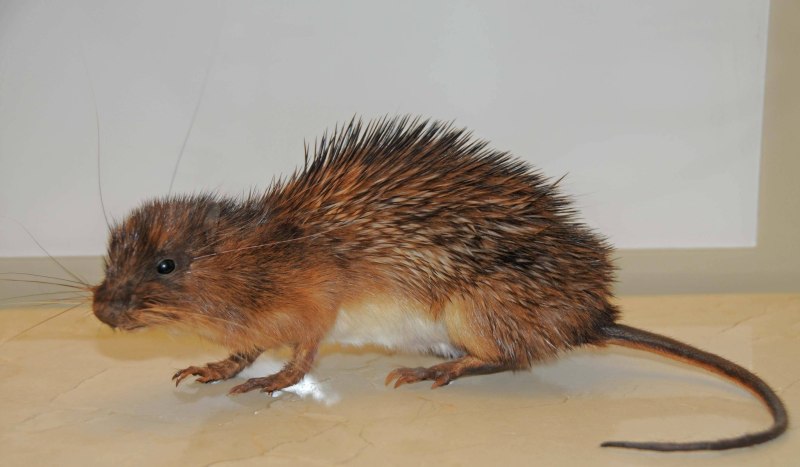 Hoplomys gymnurus
