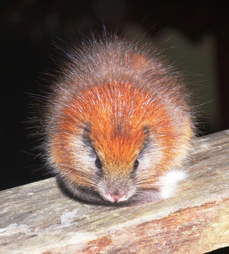 Santamartamys rufodorsalis