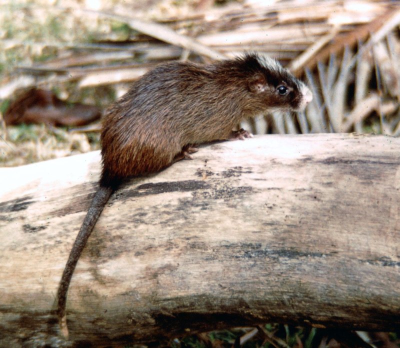Echimys chrysurus