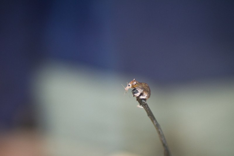 Batodonoides vanhouteni