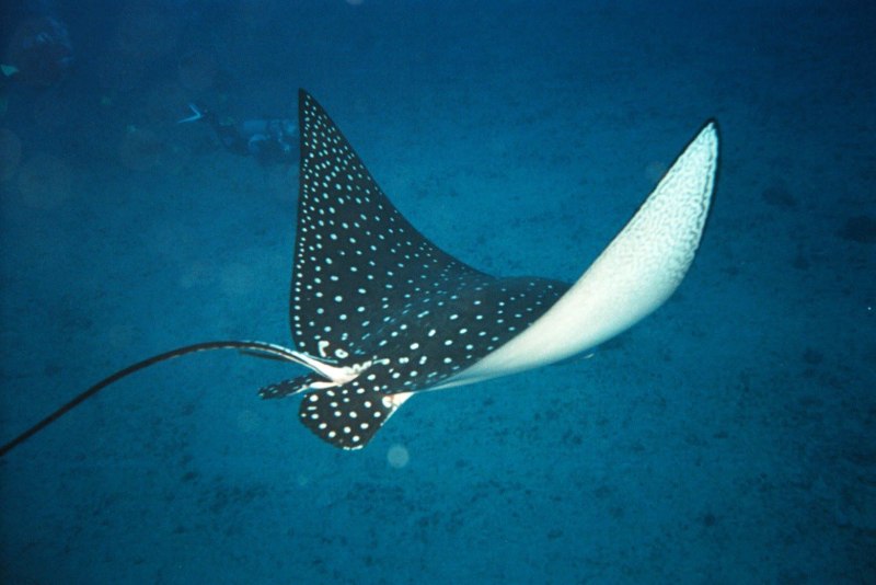 Batoidea Whotch