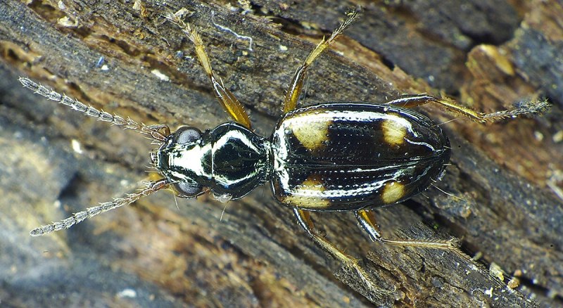 Bembidion tetracolum