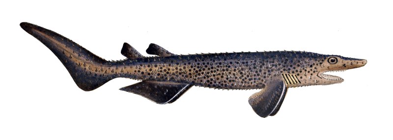 Echinorhinus brucus