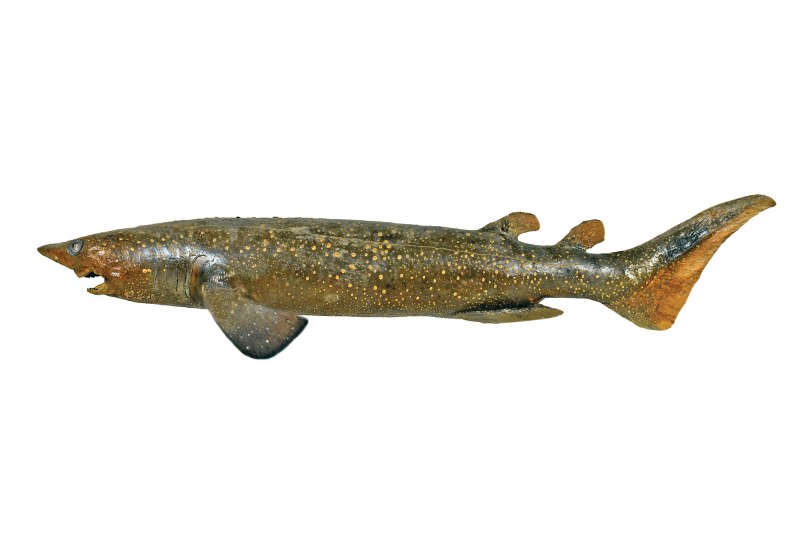 Echinorhinus brucus