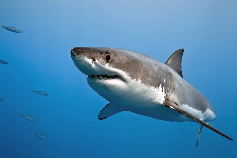 Carcharodon carcharias