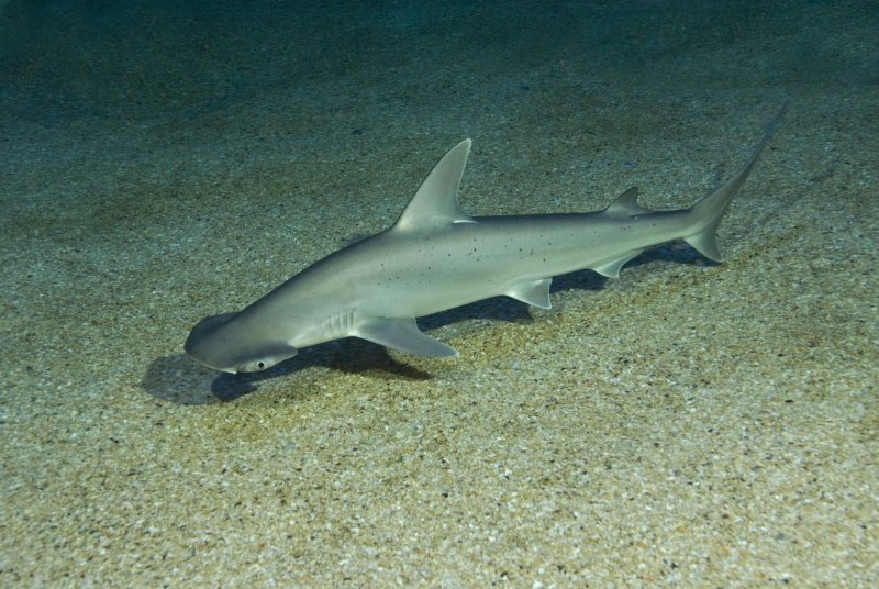 Bonnethead Shark