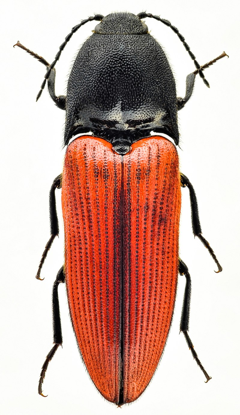 Ampedus sanguineus (Linnaeus, 1758)
