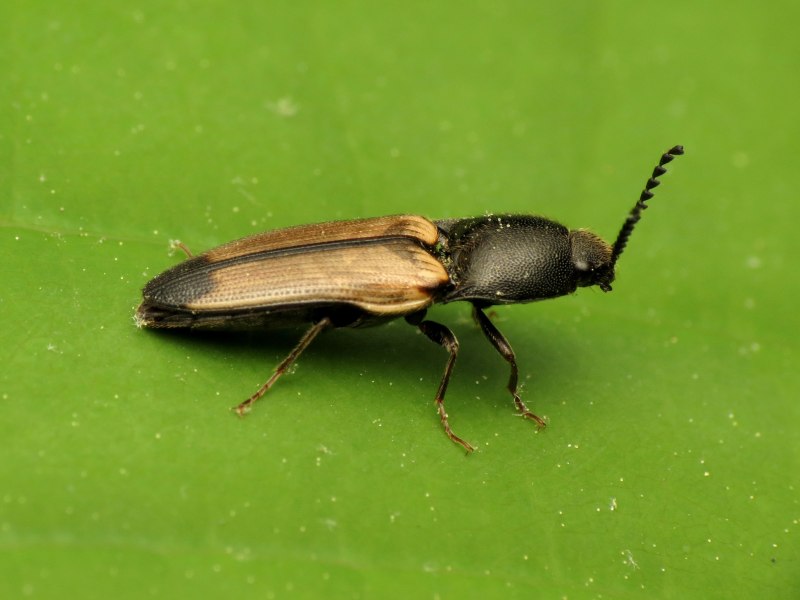 Ampedus brunnicornis