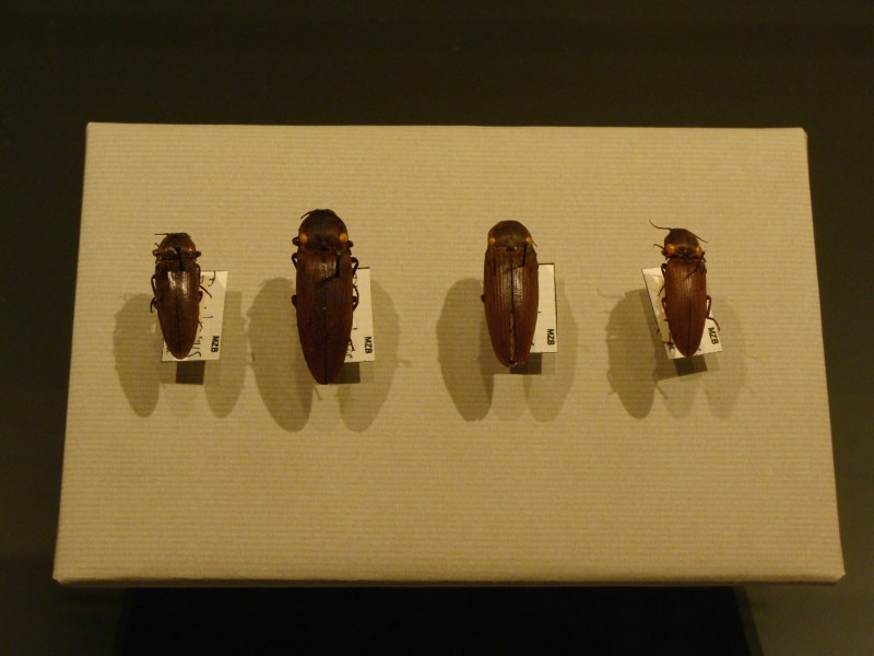 Pyrophorus Luminosus