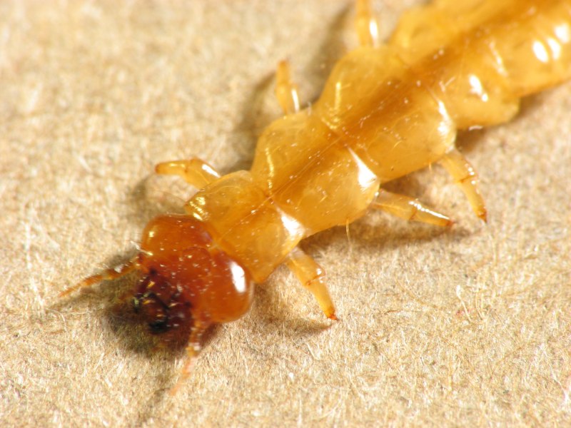 Coleoptera личинки