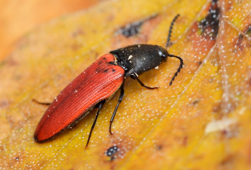 • Ampedus cinnabarinus