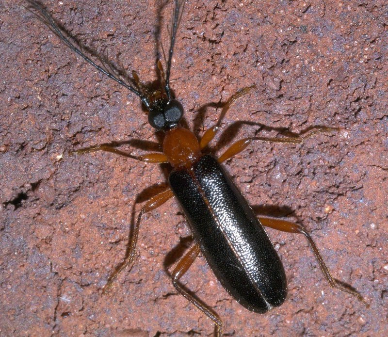 Dendroides