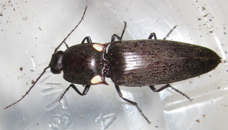 Pyrophorus noctilucus