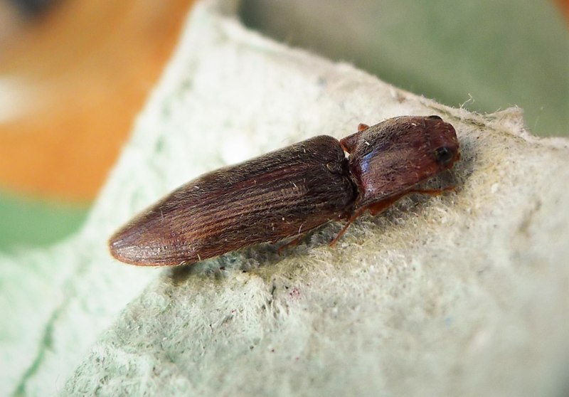 Stenagostus