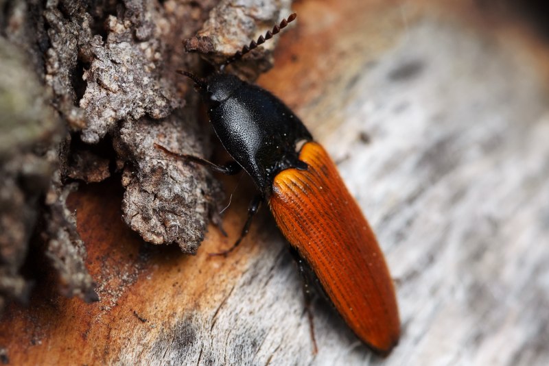 Ampedus nigroflavus
