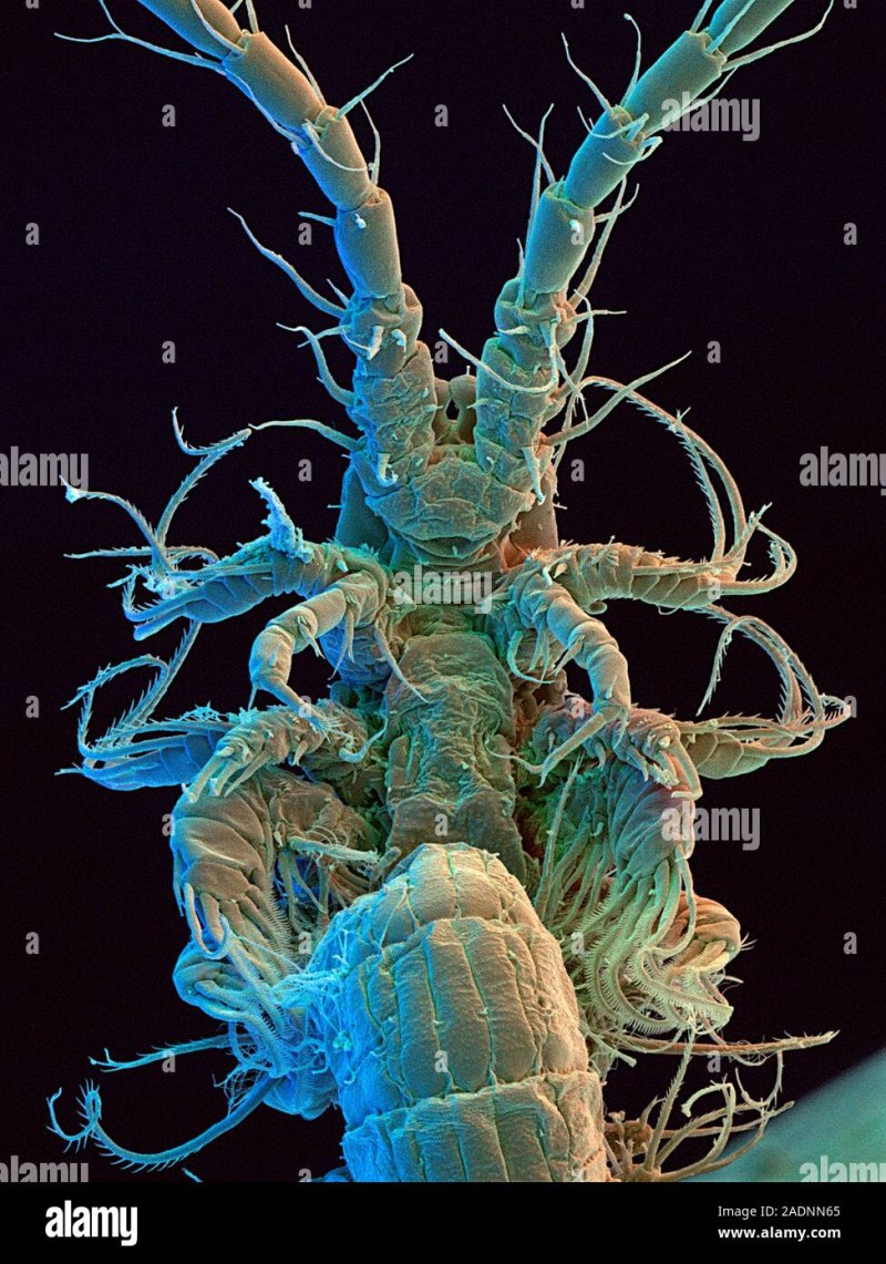 Мистакокарида Derocheilocaris