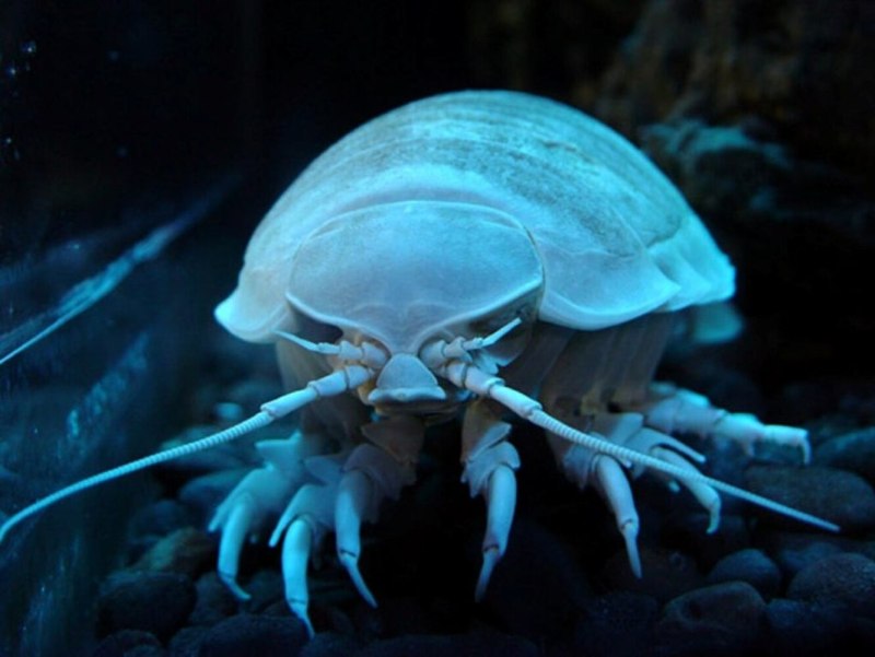 Гигантский морской изопод
