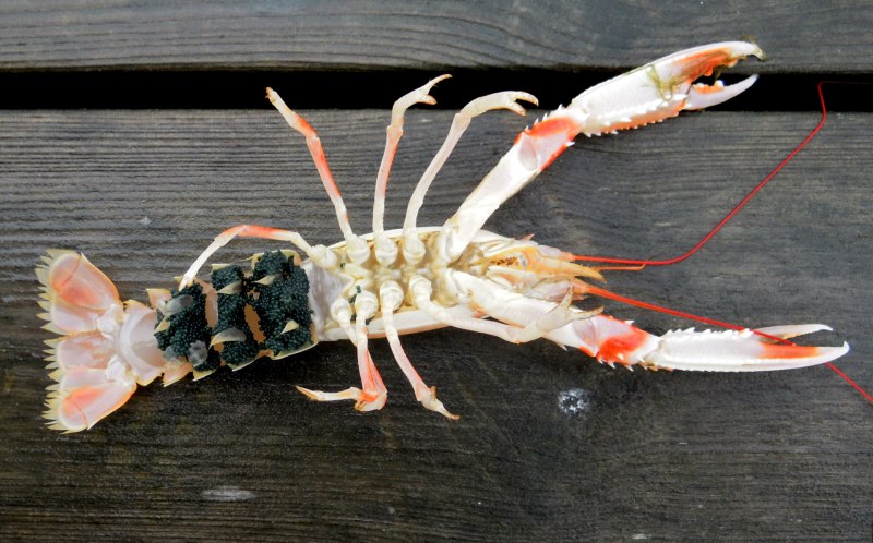 Nephrops norvegicus