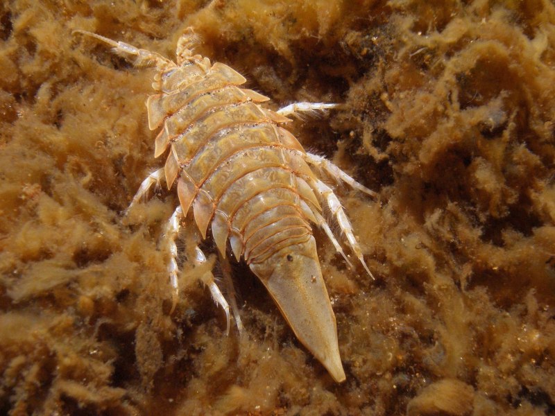 Mesidotea entomon
